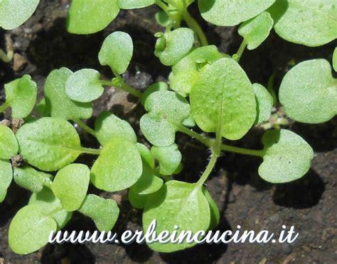 Erbe in cucina Photo Gallery - Brunella (prunella)