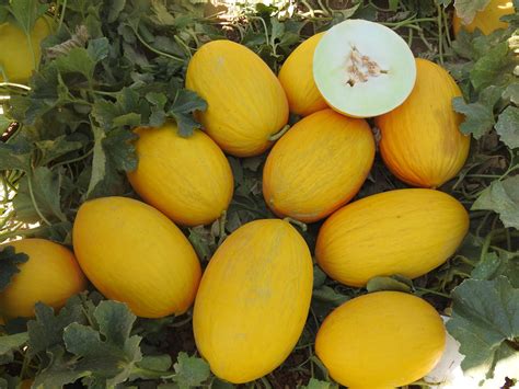 CS-4406 - Centric Seeds