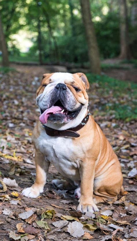 big male  english bulldog stock image image  river cute