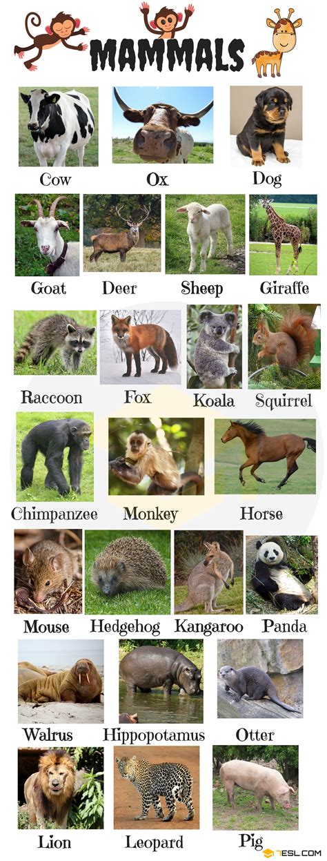 list  mammals  mammal names  pictures