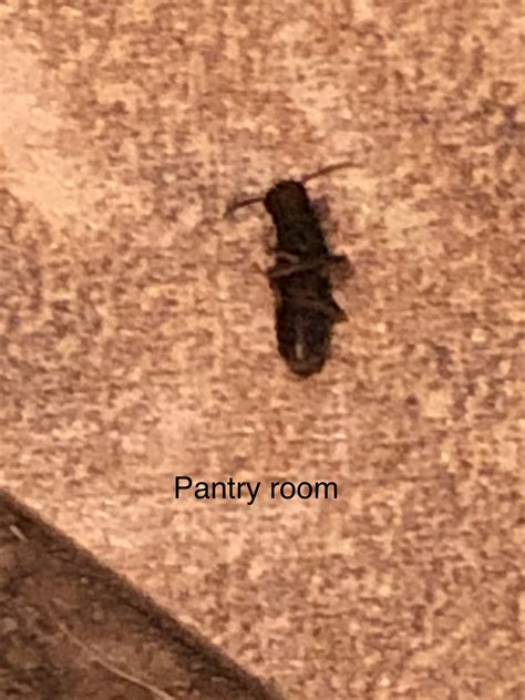 termite? - DoItYourself.com Community Forums