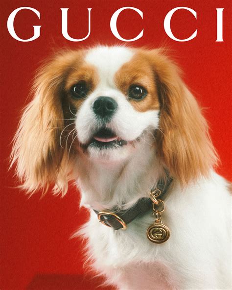 Revista Para Ti