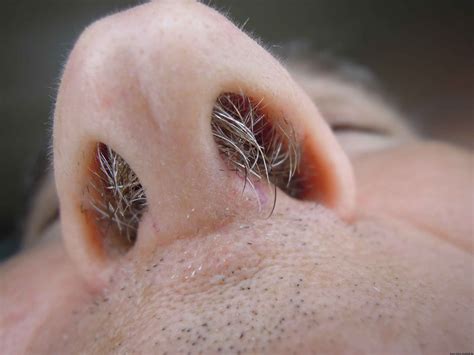 How To Get Rid Of Long Nose Hairs at William Pendleton blog