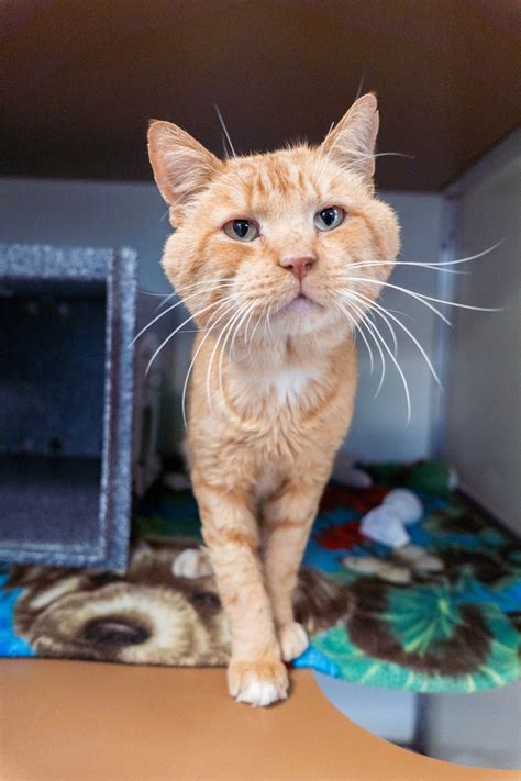 animal rescue berks county 9