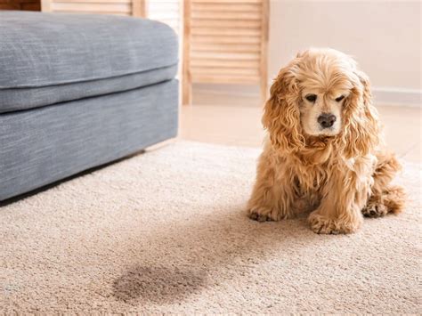 how to get old dog pee stains out of carpet
