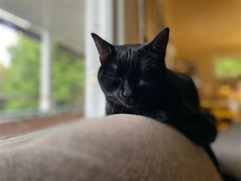 Bombay Cat Breed Information - Adopt Or Buy