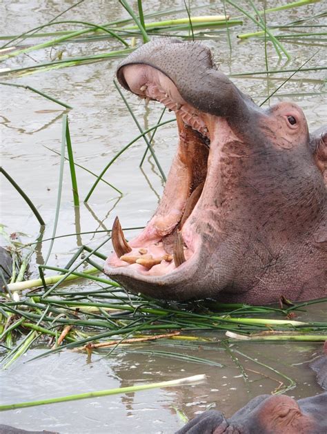 St Lucia 2016: Best of St Lucia, South Africa Tourism - TripAdvisor