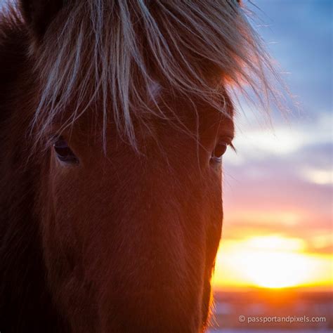 Icelandic Horses And Where To See Them