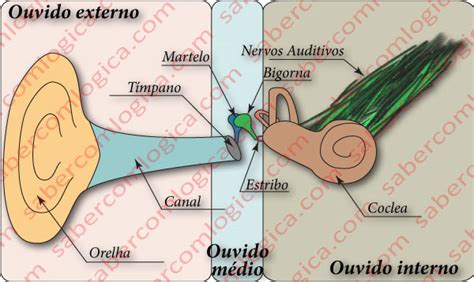 Como O Som Chega Aos Nossos Ouvidos - O Som | Saber com Lógica