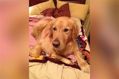 Most Extreme Way Golden Retriever Demands To Be Taken to Bed Every ...