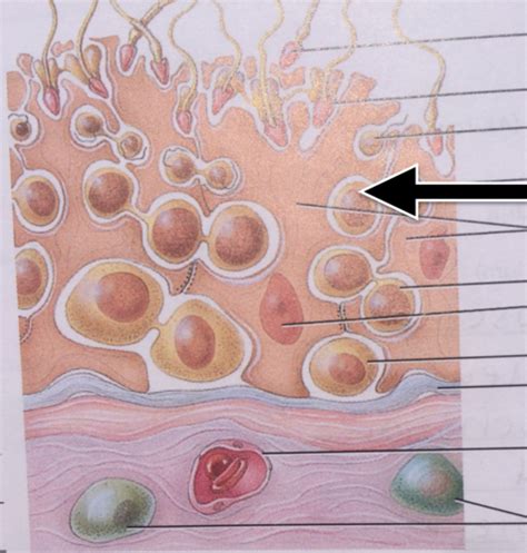 Histology of Male Reproductive System Lab 48 E3 Flashcards | Quizlet