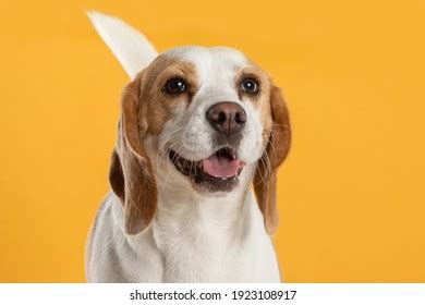 Dog With No Tail Images: Browse 6,953 Stock Photos & Vectors Free ...