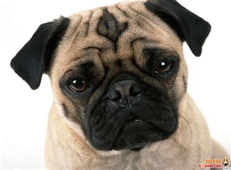 Beautiful Pug ♥ - Pugs Photo (13728108) - Fanpop
