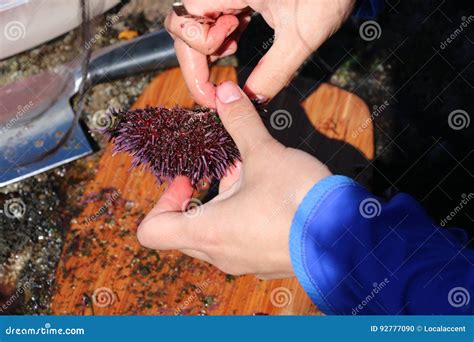 Woman Cuts Open Sea Urchin. Stock Photo - Image of beautiful ...