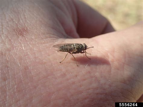 tsetse fly (Genus Glossina Wiedemann, 1830)