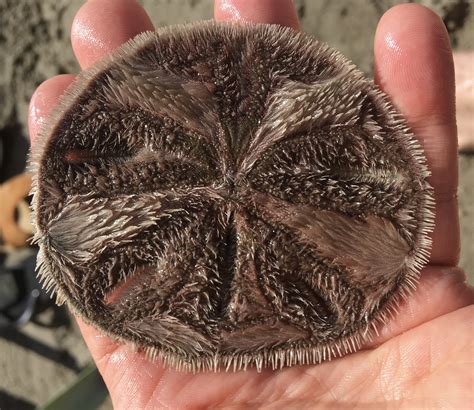 Friday Fellow: Five-Slotted Sand Dollar | Earthling Nature
