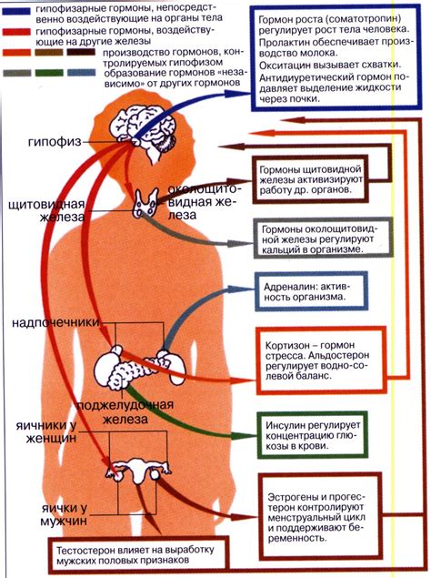 Гормоны и их роль | Анатомия и физиология, Уроки биологии, Анатомия