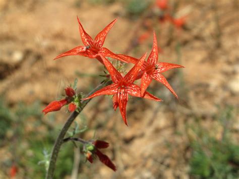 Local's List of Where to Find Colorado Wildflowers this Season