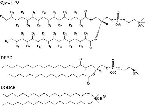 The molecular structures of d 62-DPPC, DPPC and DODAB. | Download ...