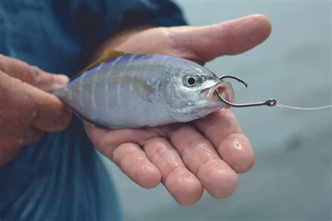 complete guide    bait  catch crappie tackle boxes