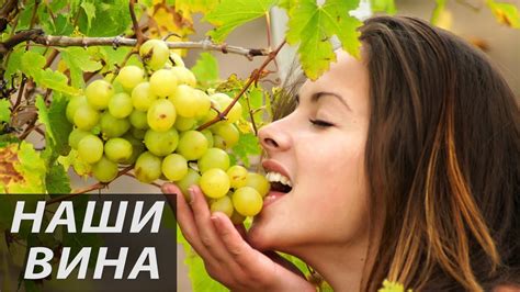 Русский виноград. Успехи есть. До победы далеко - YouTube