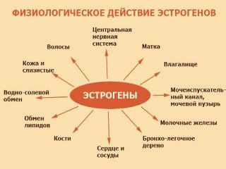 Эстрогены — что это такое, избыток у женщин, симптомы недостатка и как ...