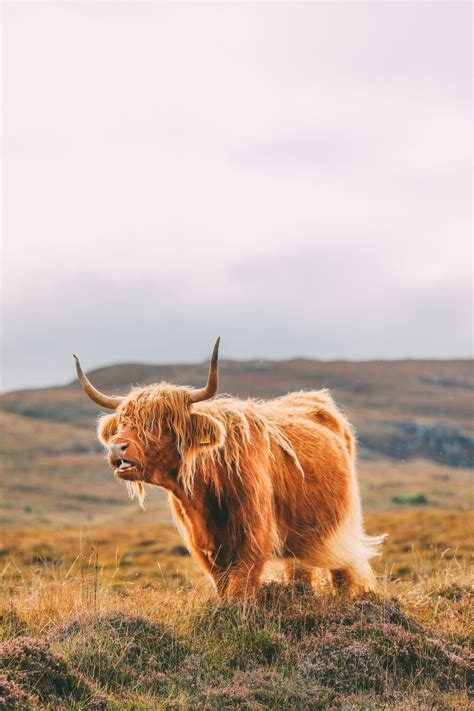 Your essential scottish highlands trip itinerary – Artofit