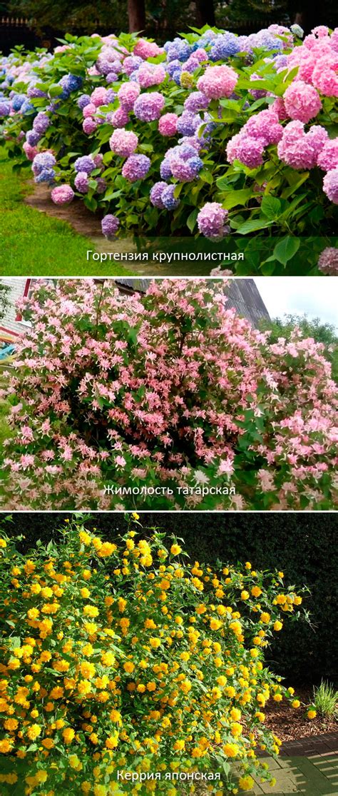 Тенелюбивые кустарники для сада - многолетние и неприхотливые. Какие ...
