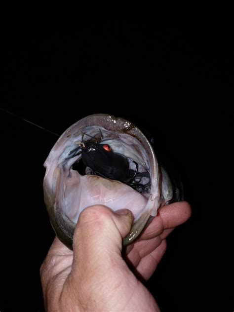 River2sea Frogs - Freshwater Fishing - SurfTalk