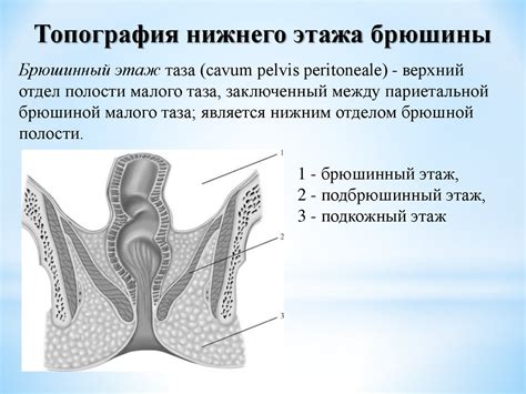 Топография брюшины - презентация онлайн
