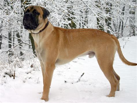 Bullmastiff Wallpapers - Wallpaper Cave