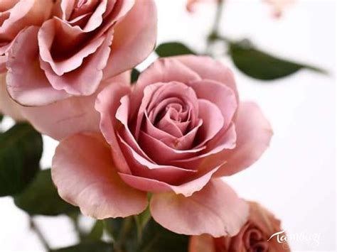 Caffe Latte | Rose, Cafe latte, Latte wedding