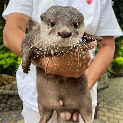 Be Kind to Otters and Other Animals for Unconditional Love