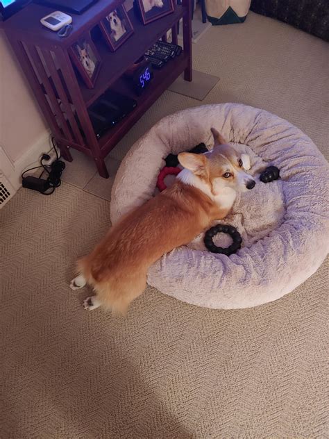Average weight of Corgi? : r/corgi