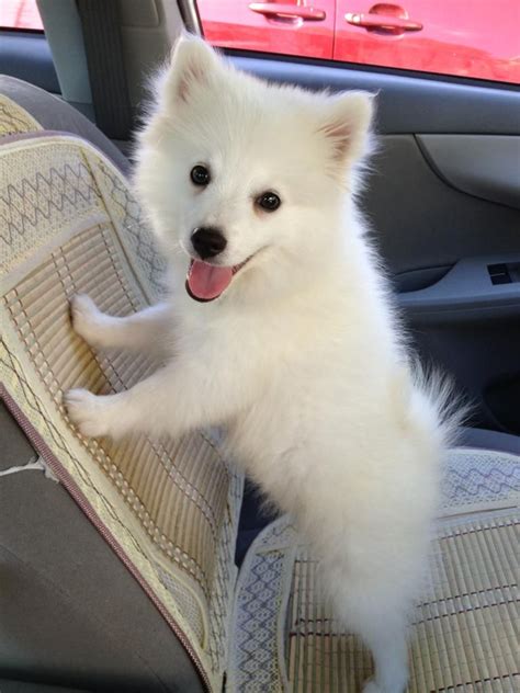 White Pomeranian Vs American Eskimo - Pets Lovers