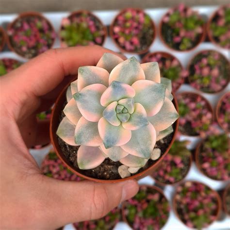 GRAPTOVERIA TITUBANS VARIEGATA