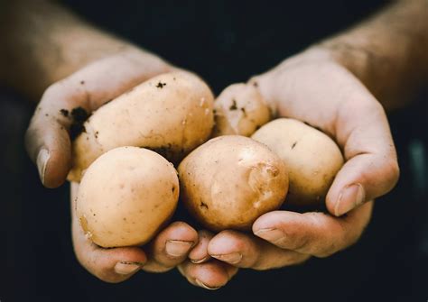 Employment — Harvest Moon Farms