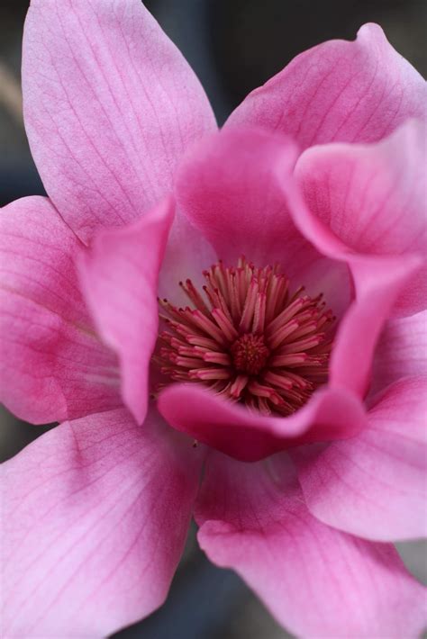 Magnolia Vulcan — Aldgate Tree Farm