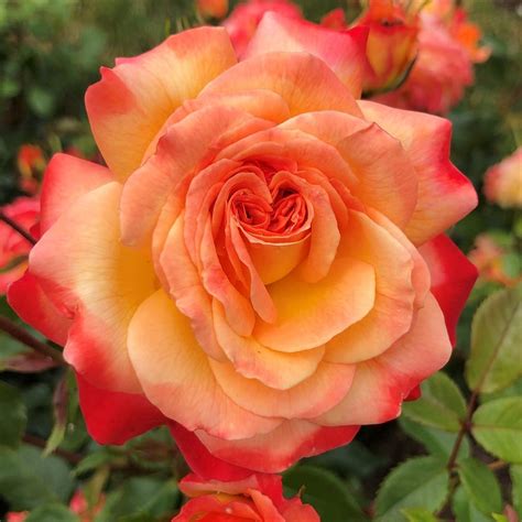 Buy Rose of the Year 2024 - rose (floribunda) ( syn. Rosa 'Korzeigar ...