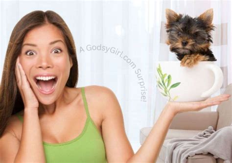 dogs   expect cats life isnt giving results