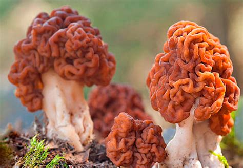 Грибы строчки: фото и описание - AgroFlora.ru