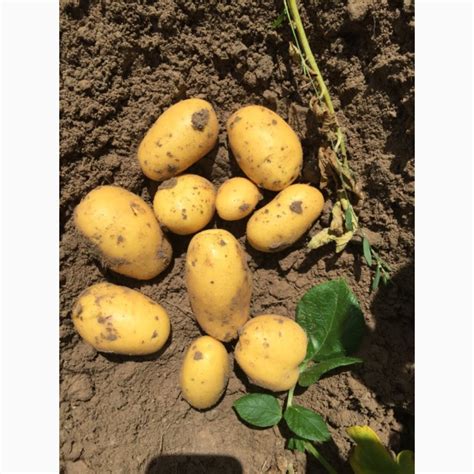 Продам/купити картофель семенной Вега 2 репродукция — Agro-Ukraine
