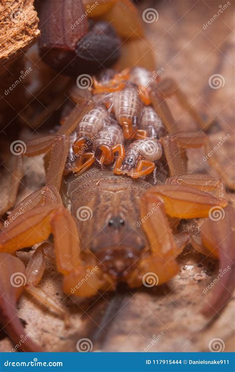 Scorpion mom stock photo. Image of care, taking, poison - 117915444