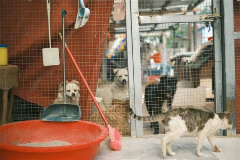 Small Dog Shelter Bed at Christine Voss blog