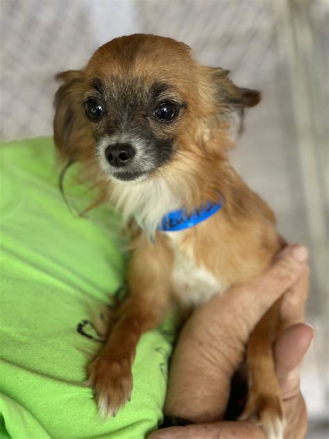 TRUFFLE - Adoptable Chihuahua in Fresno, CA | Petfinder