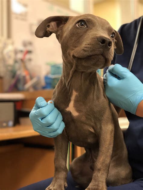 vaccines pets 1