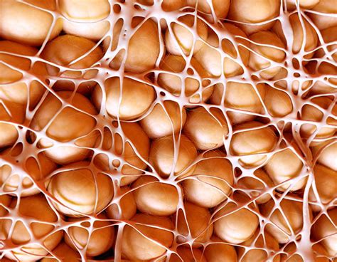 Why Visceral Fat is So Dangerous (and How to Get Rid of It) | Health