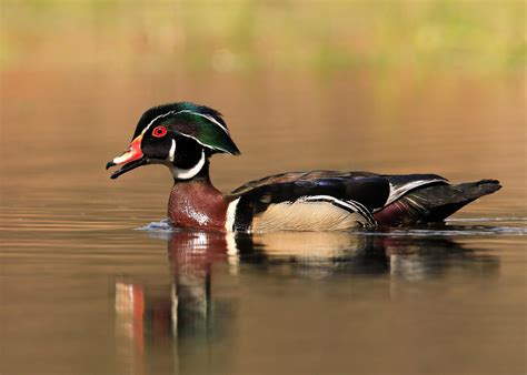 About Us | Audubon Pennsylvania