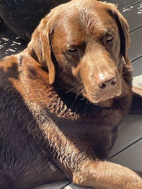 Chocolate Labrador Dog