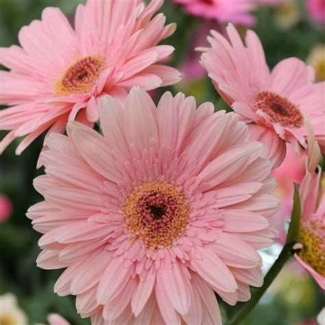 Gerbera Daisy Seeds 50 Seeds Daisy Mum Flower, Flower Seeds, Annual ...